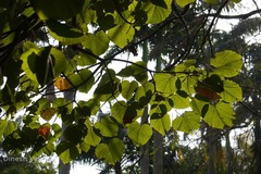 Vernicia fordii
